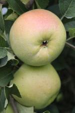 Spur Winter Banana - Apple Varieties list a - z  